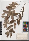 Foto von Salix cinerea L.
